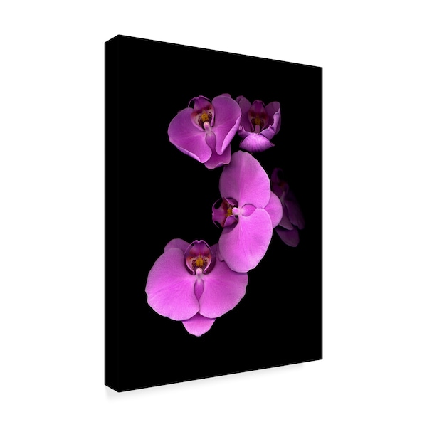 Susan S. Barmon 'Pink Orchids' Canvas Art,14x19